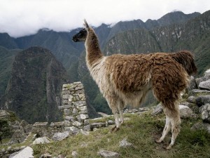 llama