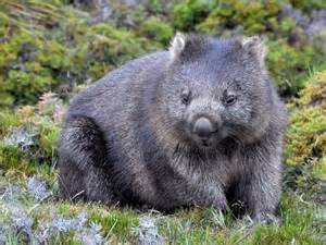 wombat