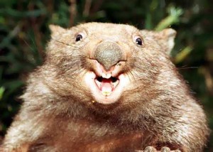 wombat-attack