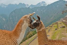 kissing llamas